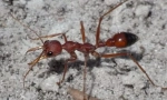 Buldok mravenci